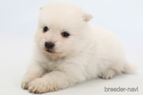 成約済の神奈川県のポメラニアン-294894の2枚目